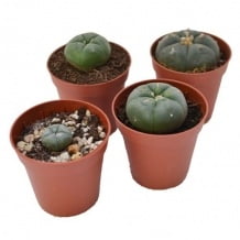 Kaktus_lophophora-williamsi-cactussen.jpg