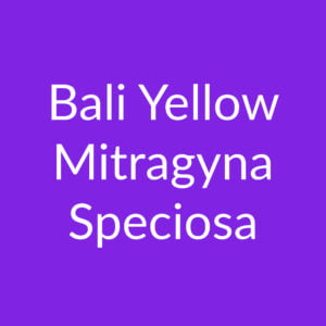 Bali Yellow – Poeder – Mitragyna Speciosa