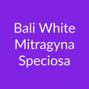 Bali white – Poeder – Mitragyna Speciosa