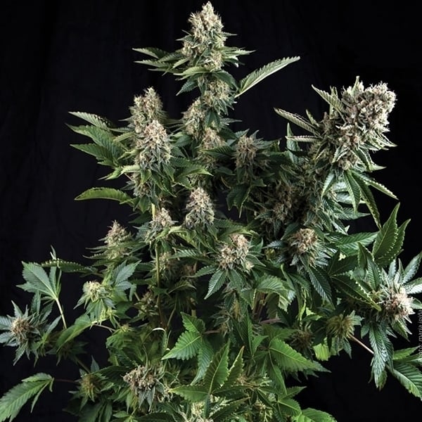 White Widow - Autoflowering - Feminized Cannabis Seeds - 3 Samen