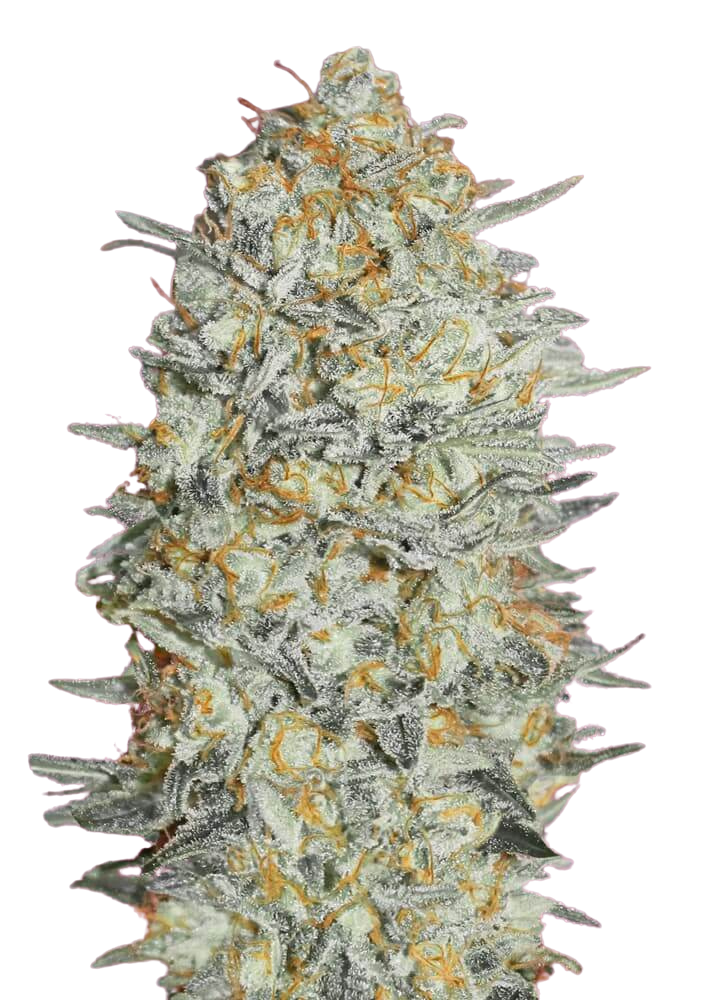 Gelato - Autoflowering - Feminized Cannabis Seeds - 3 Samen