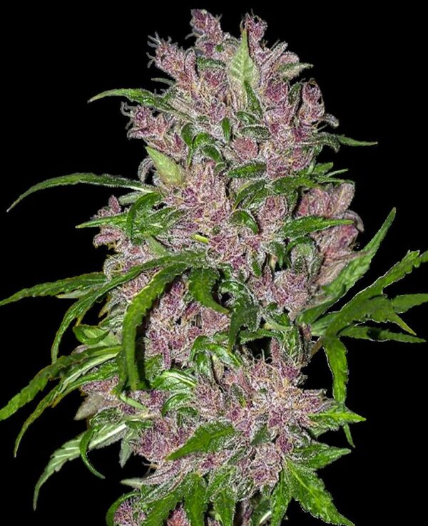 Purple Bud.png