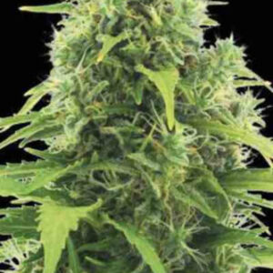 auto-northern-light-strain-seed.jpg