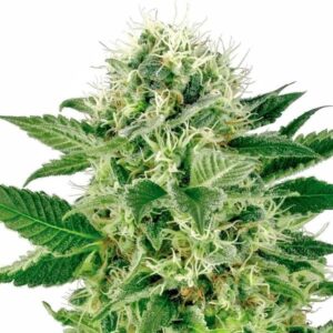 -northern-lights-feminized.jpg