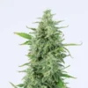 og-kush-autoflowering-feminized.webp