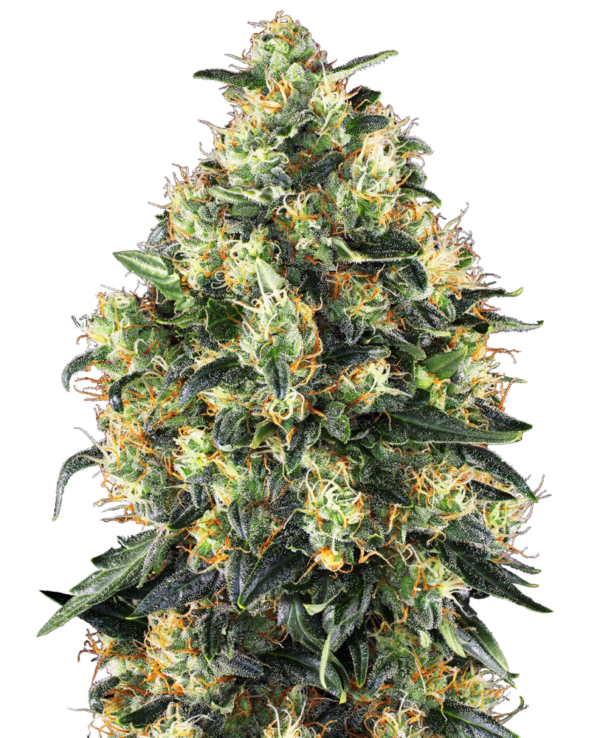 37f4f1c466e3dd3301c2e96bacad3453-r66daf123770d7-sensi-seeds-super-skunk-automatic-1.png