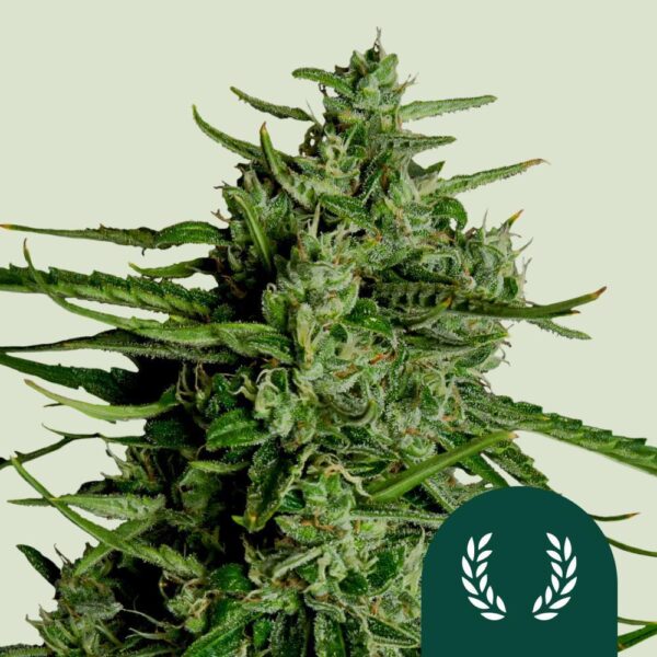 4c007f663953ee74c04c9427db1c1b69-m66a38d4aec14c-royal-queen-seeds-cannabis-seeds-titan-f1-auto.png