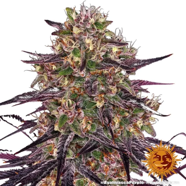 ayahuasca-purple-3-samen-barneys-farm.webp