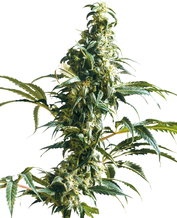 e219573e0b18d8fcf34e849d0a061334-g66d5bf9b91210-sensi-seeds-mexican-sativa-feminized-1.png