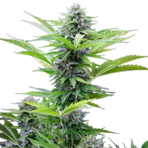 royal-queen-seeds-fast-eddy-cbd-auto-cannabis-seeds-5-seeds-pack.webp