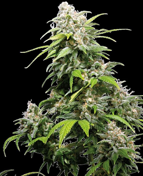 eb13c1406c57481b6659b3dc5412416c-y66d19af795f67-sensi-seeds-california-indica-feminized-1.png