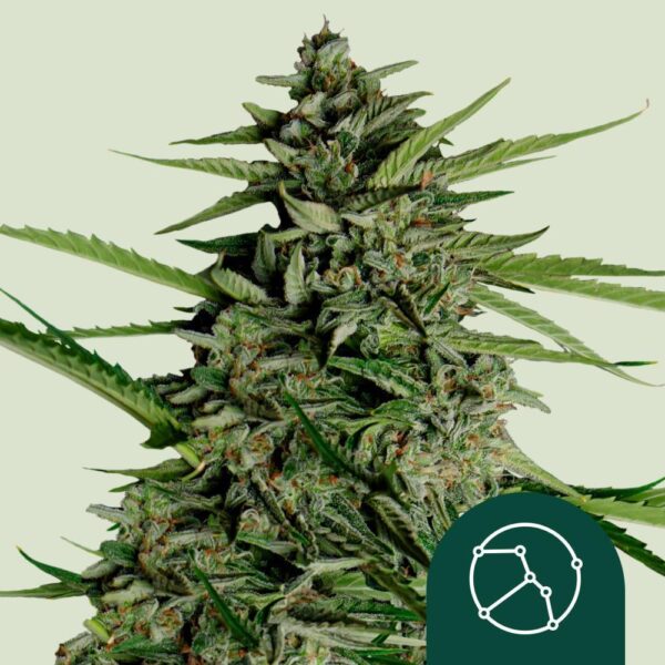 a96ddbbbe0587f8853c757188ffff40b-h66a566e395778-royal-queen-seeds-cannabis-seeds-orion-f1-auto.png