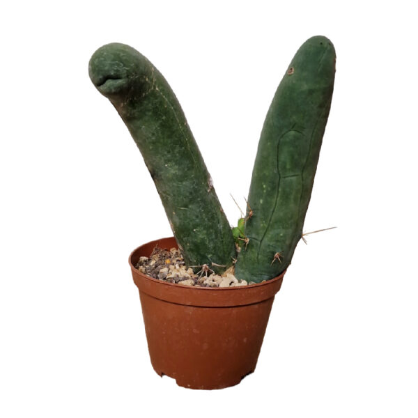 Cactus2.jpg