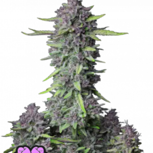 Fast Buds Purple.png