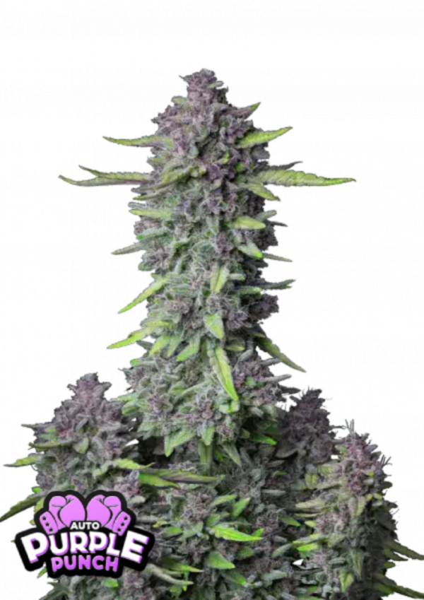 Fast Buds Purple.png