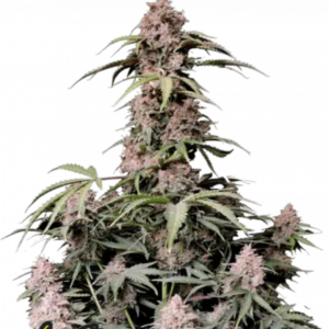 fast-buds-amnesia-zkittlez-auto-flower.png