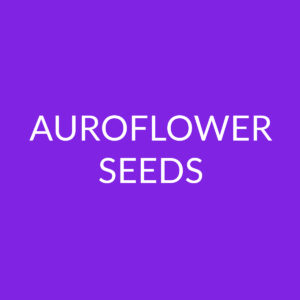 Autoflower Seeds