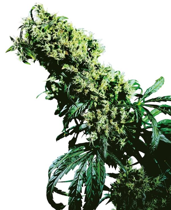 0000800_northern-lights-5-x-haze-feminized-seeds_800.jpeg