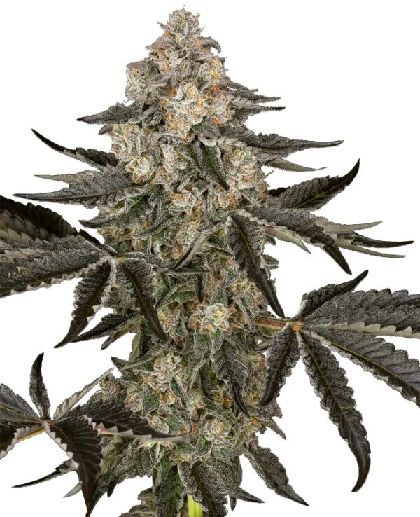 0001271_sauvignon-blanc-automatic-seeds_800.jpeg