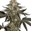 0001271_sauvignon-blanc-automatic-seeds_800.jpeg