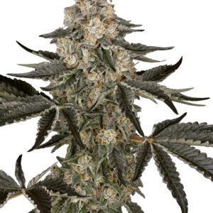 0001271_sauvignon-blanc-automatic-seeds_800.jpeg