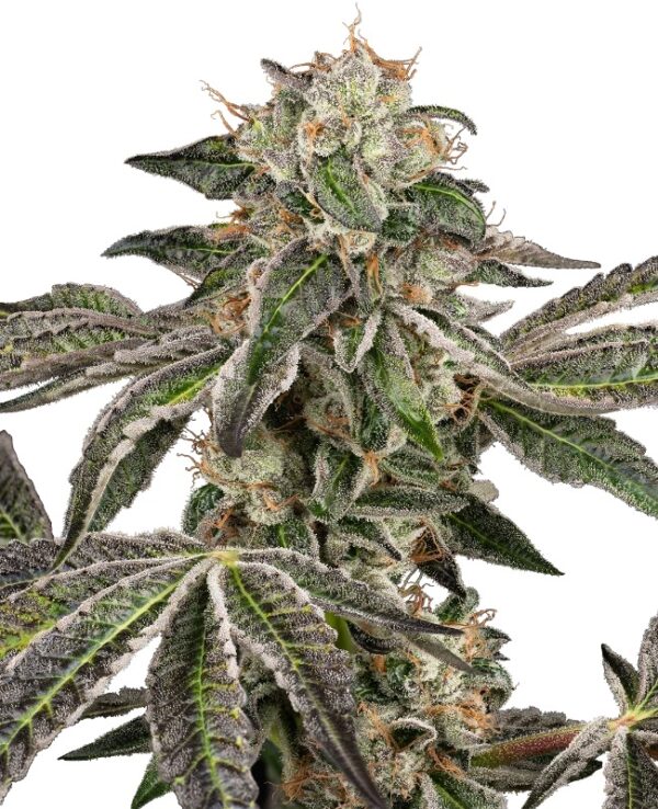 0001326_runtz-automatic-seeds_800.jpeg