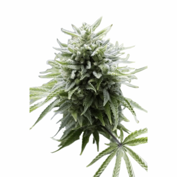 OG Kush Auto.png