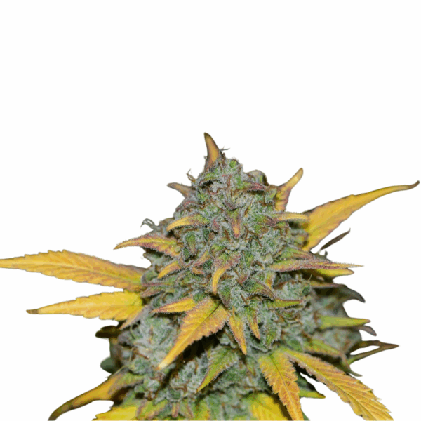 Gelato Auto.png