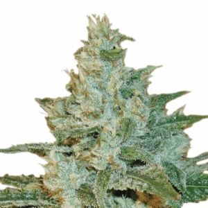 AK47 auto.png