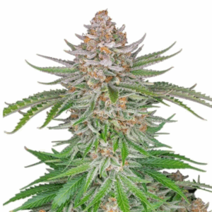 strawberry pie auto.png