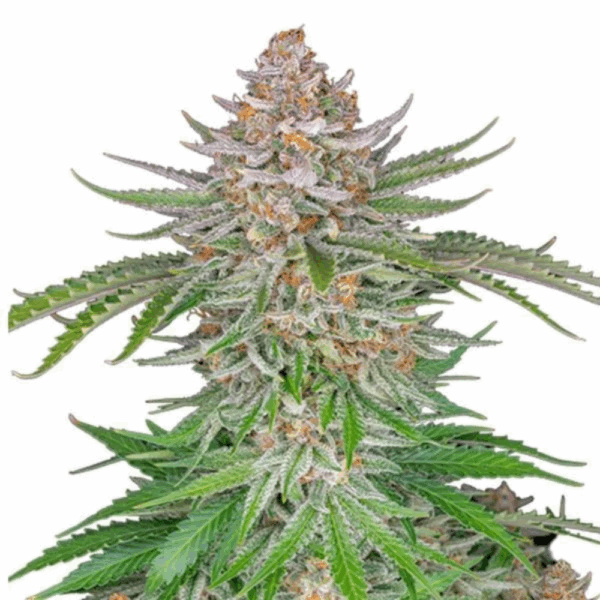 strawberry pie auto.png