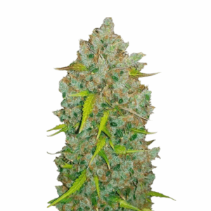 bubblegum auto.png