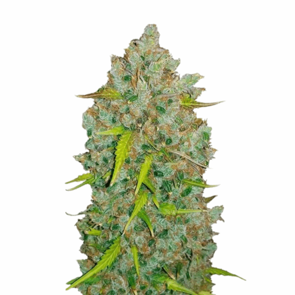 bubblegum auto.png