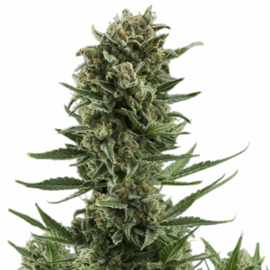 white widow auto.png