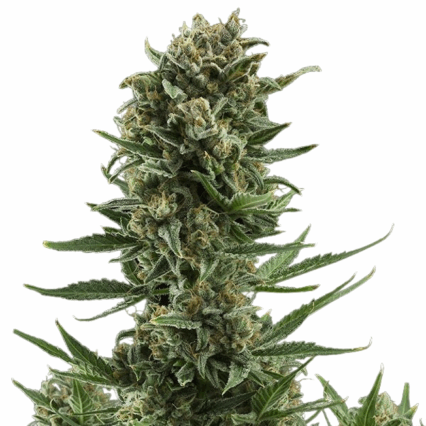 white widow auto.png