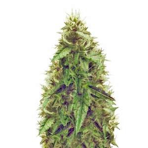 ak-49 auto.png