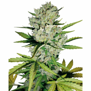 super skunk auto.png