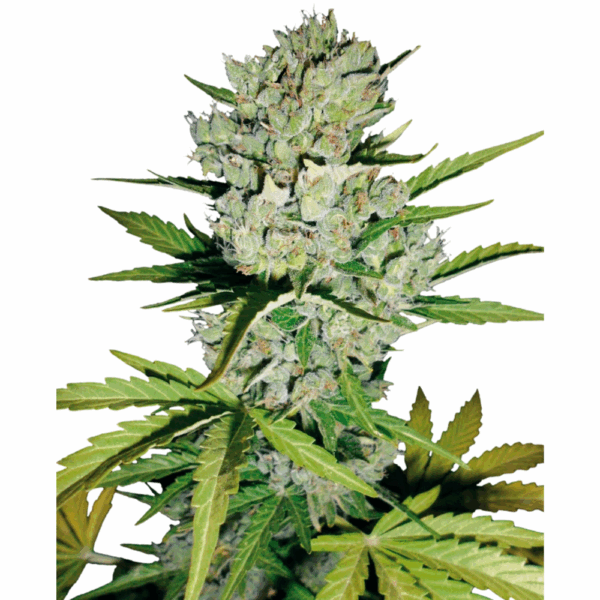 super skunk auto.png