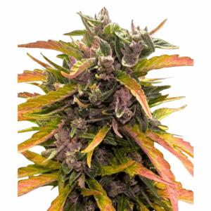 gorilla glue auto.png