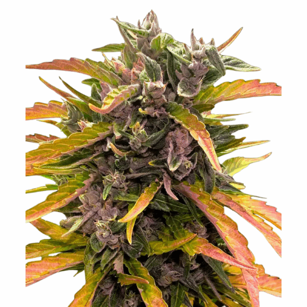 gorilla glue auto.png