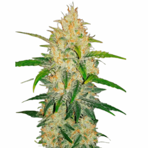zkittlez auto.png