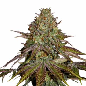 wedding cake auto.png