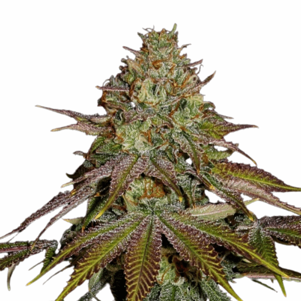 wedding cake auto.png