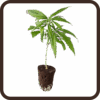 Steckling.png