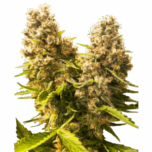 SensiSeeds_BanKushCakeAuto.png