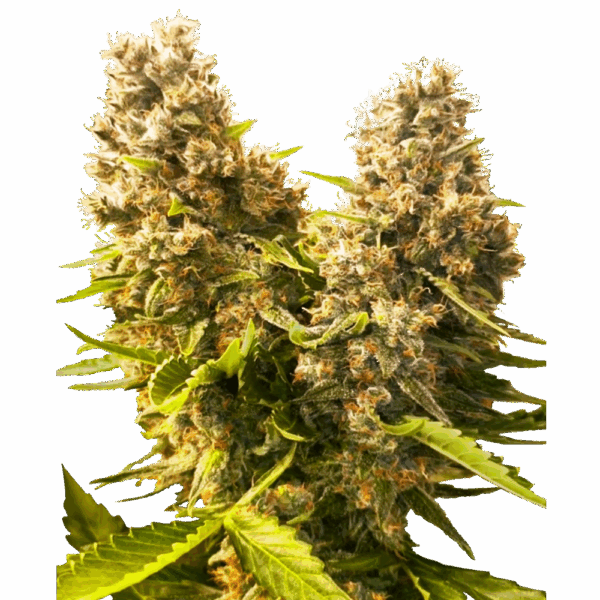 SensiSeeds_BanKushCakeAuto.png