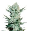 fastbuds-tangiematic.jpg