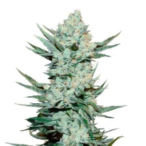 fastbuds-tangiematic.jpg