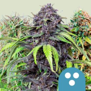 medical-mix.jpg