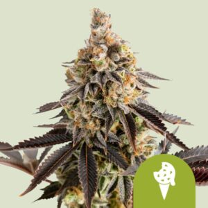 cookies-gelato-automatic.jpg